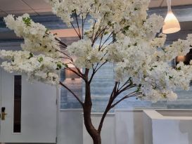blossom trees