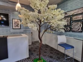 blossom trees