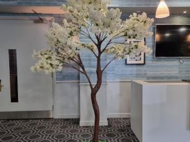 blossom trees